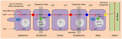 Arsenic Transport in Rice and Biological Solutions to Reduce Arsenic Risk from Rice